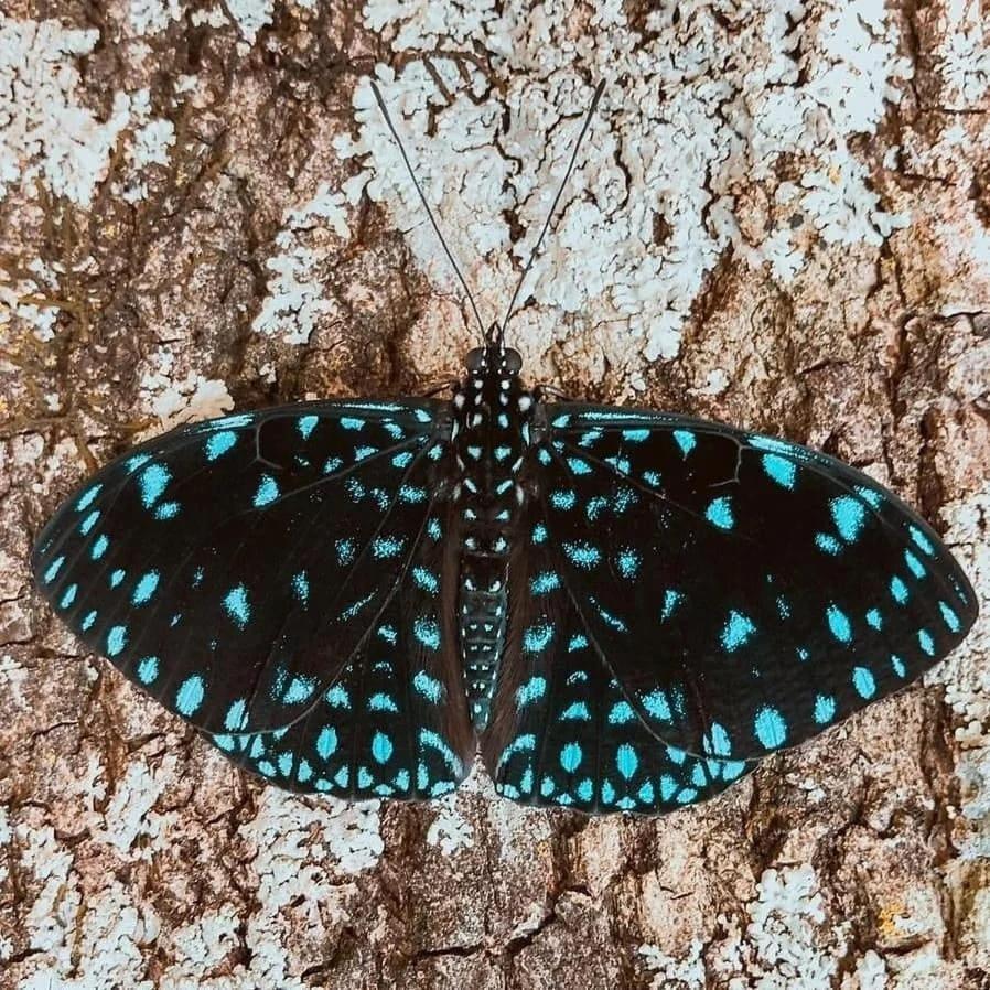 Templarios Ecovilla Pousada Pirenópolis Exterior foto